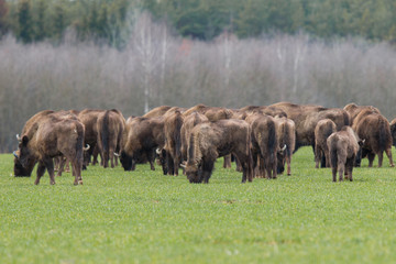 European bison - Bison bonasus in the Knyszyn Forest (Poland)