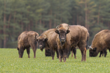 European bison - Bison bonasus in the Knyszyn Forest (Poland)