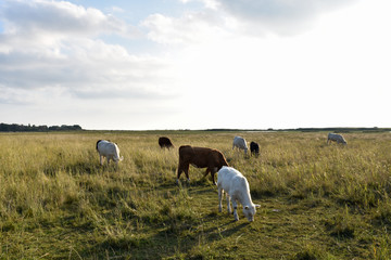 Grazing herd of young cattle