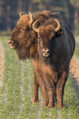 European bison - Bison bonasus in the Knyszyn Forest (Poland)