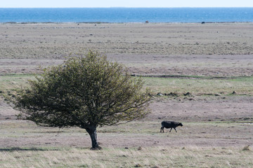 Single black sheep in a wide grassland
