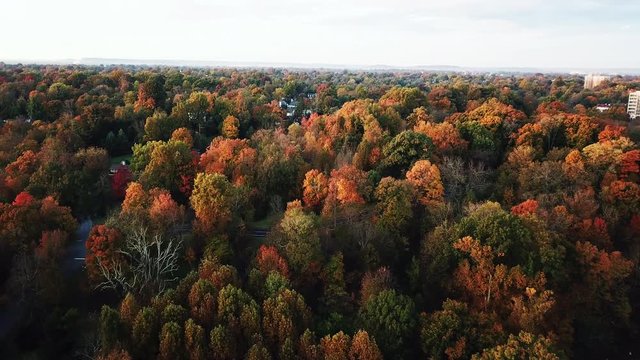 Flying above the stunning colorful treetops in Louisville with leaves turning colors on sunny morning. Beautiful autumn trees in yellow, orange and red forest on sunny autumn day. Fall foliage in city
