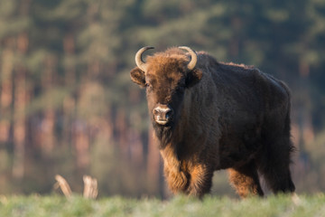 European bison - Bison bonasus in the Knyszyn Forest (Poland)