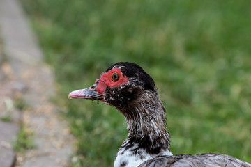 Porträt einer Moschusente, Cairina moschata