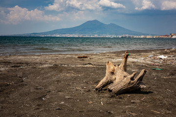 Driftwood on the beach in castellammare di stabia - 232342895