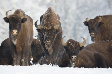 European bison - Bison bonasus in the Knyszyn Forest (Poland)