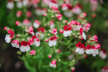 Nemesia flower blooms