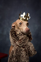 Funny dog dressed as a wizard king. Christmas