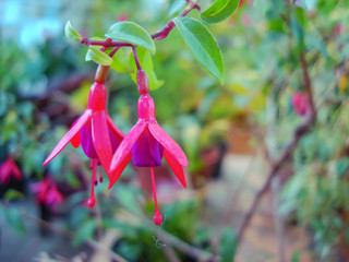 Exotic fuchsia flowers in the city botanical garden.