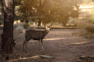Group rutting red deer
