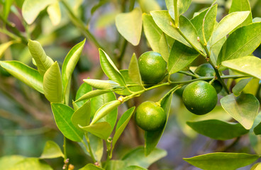 Small Calamondin from the family of citrus fruits on a tree branch.