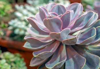 Succulent Echeveria in the city botanical garden.