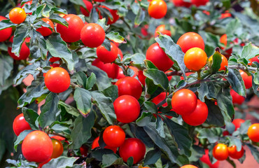 Obraz premium Red cherry tomatoes are grown in the city's botanical garden.