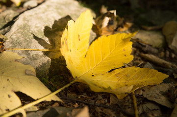 autunno, foglia, stagione