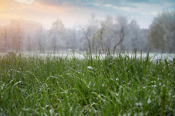 snow on the green leaves of trees.