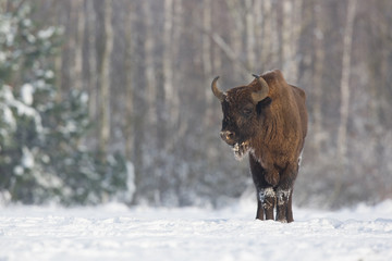 European bison - Bison bonasus in the Knyszyn Forest (Poland)
