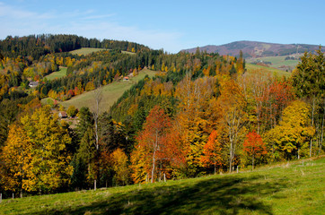 Naklejka premium Bunte Wälder im Schwarzwald nahe St. Peter