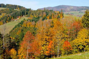 Naklejka premium Bunte Wälder im Schwarzwald nahe St. Peter