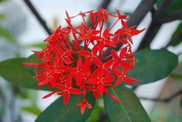 kwitnące kwiaty © nepos_foto