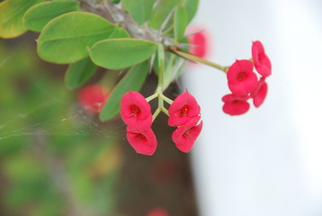 kwitnące kwiaty © nepos_foto