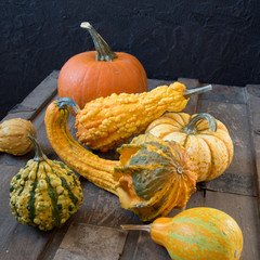 Harvest or Thanksgiving still life of ornamental gourds and pumpkins on an old steamer trunk