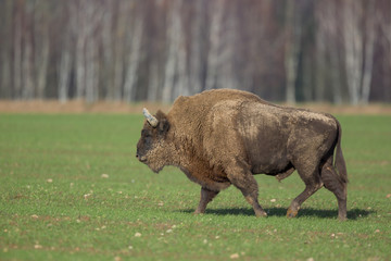 European bison - Bison bonasus in the Knyszyn Forest (Poland)