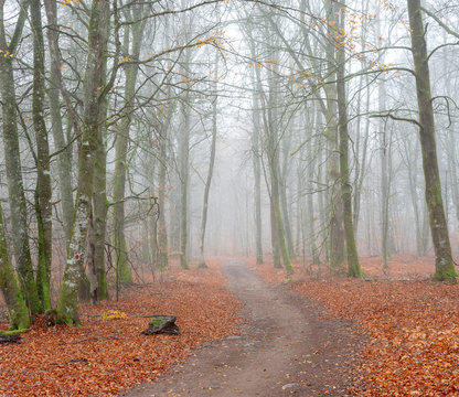 Misty walk path