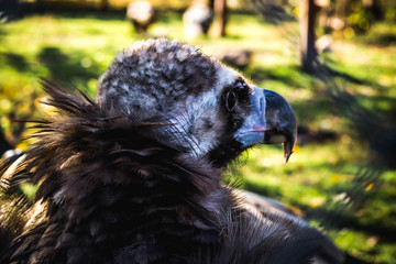 Black vulture