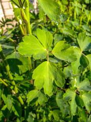 Green garden flower leaves with small drops of water