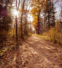 Obraz premium Waldweg