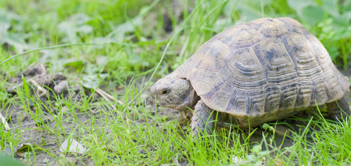 Tortue