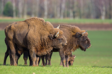European bison - Bison bonasus in the Knyszyn Forest (Poland)