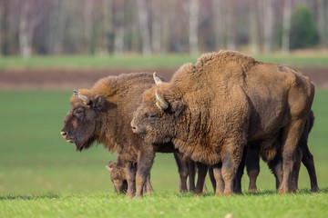 European bison - Bison bonasus in the Knyszyn Forest (Poland)