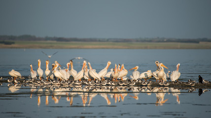 Pelicans resting and taking off on Last Mountain Lake in Saskatchewan