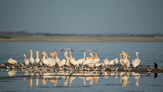 Pelicans, Franklin gulls and comorant on Last Mountain Lake in Saskatchewan