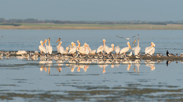 Pelicans, Franklin gulls and comorant on Last Mountain Lake in Saskatchewan at sunset