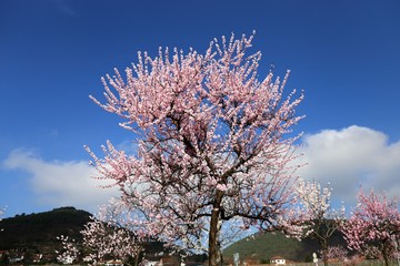 Naklejka premium Mandelblüte in der Pfalz