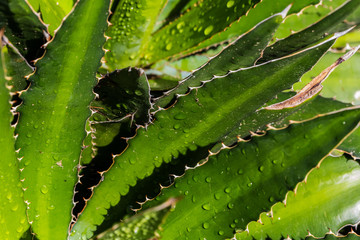 Aloe
