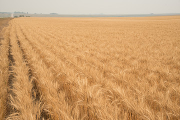 Rows of bearded wheat ripe and ready for harvest