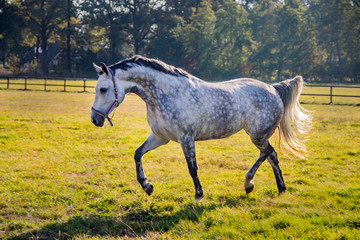 paard, horse, equine