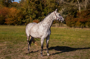 Obraz na płótnie Canvas paard, horse, equine