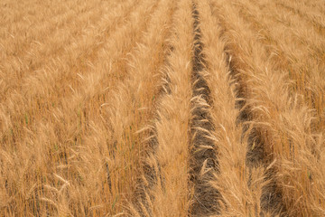 Rows of bearded wheat ripe and ready for harvest