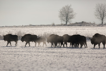 European bison - Bison bonasus in the Knyszyn Forest (Poland)