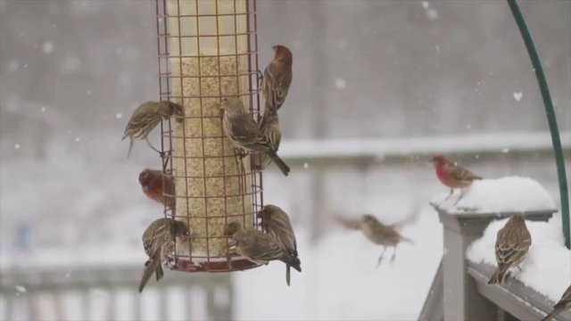 Snow Birds at Feeder 01