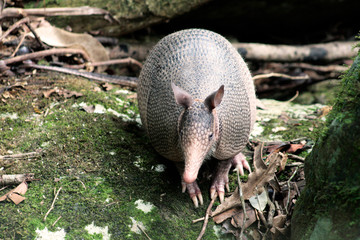 Tatu Bola me olhando de frente na Cachoeira do Areado, em seu habitat natural na Mata Atlântica brasileira, em Ilhabela, estado de São Paulo (SP) Brasil 