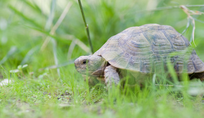 Obraz premium Tortue greaca 