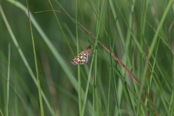 Schmetterling