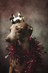 Funny dog dressed as a wizard king. Christmas