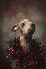 Funny dog dressed as a wizard king. Christmas