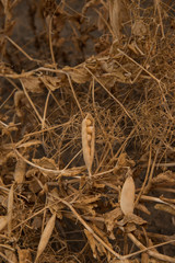 A ripe crop of field peas on a Saskatchewan farm creates an interesting pattern or background